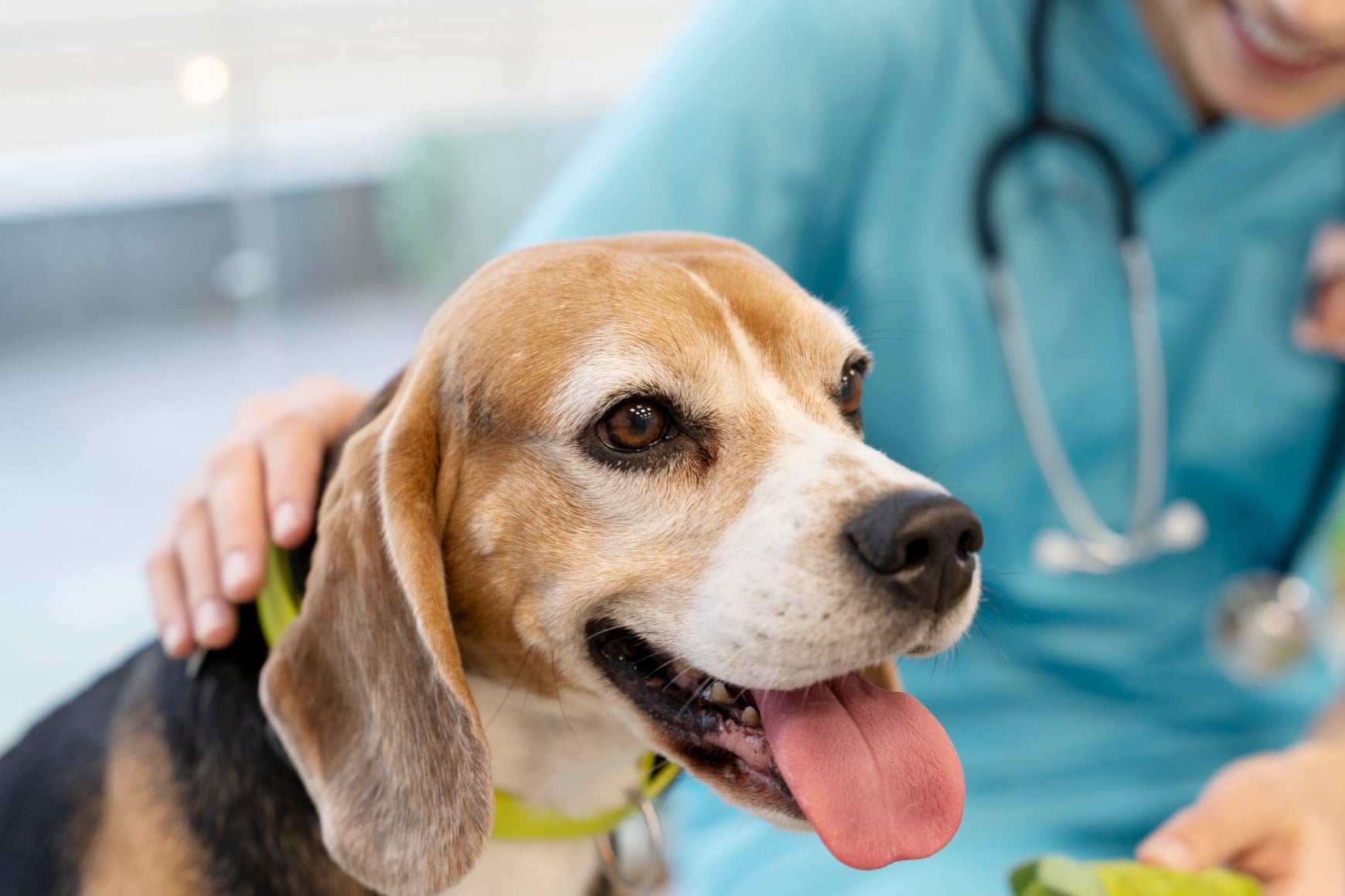 Clinica Veterinaria Casal Monastero Roma