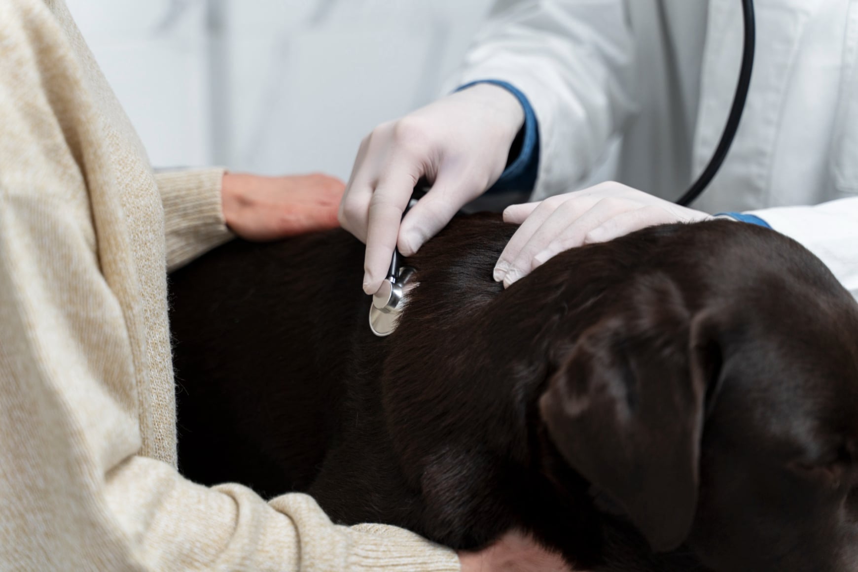 Clinica Veterinaria Casal Monastero Roma