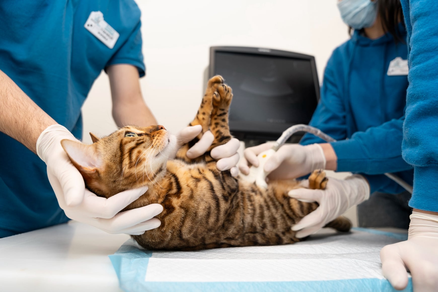 Clinica Veterinaria Casal Monastero Roma